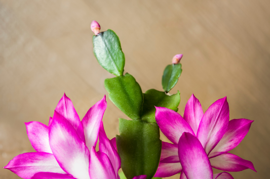 Christmas Cactus Care Guide